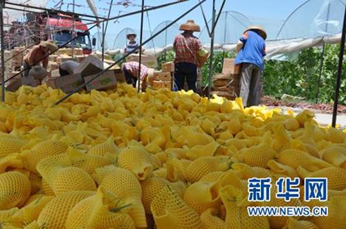 农户们在忙碌着为哈密瓜套网、装箱。康宁摄