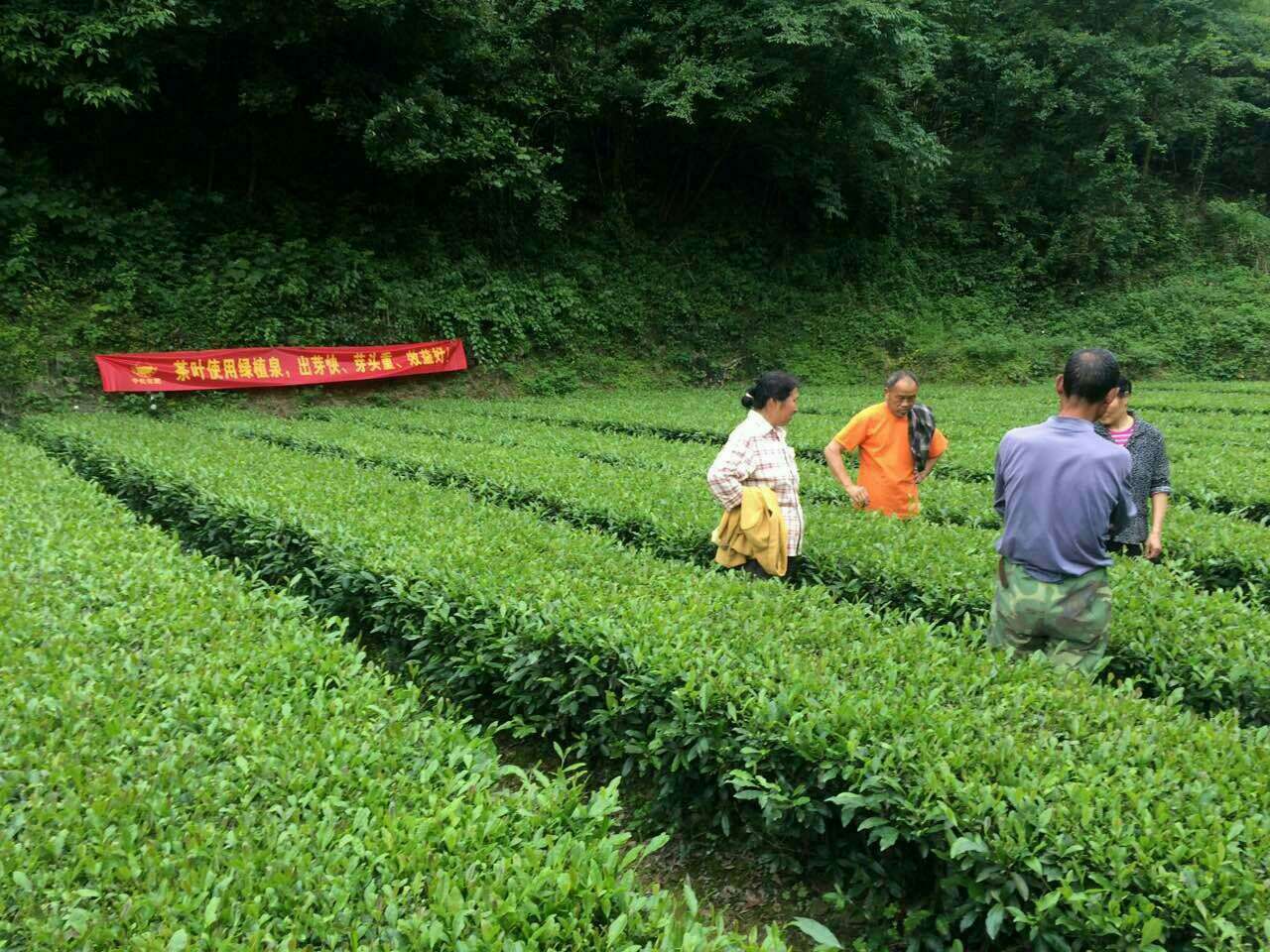 点击查看大图